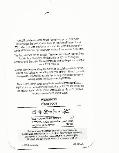 rhododendron nova zembla 0002.jpg